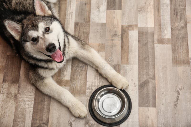 Cute Alaskan Malamute Dog with Bowl Lying Stock Image - Image of domestic, funny: 118637313 Cute Alaskan Malamute Dog with Bowl Lying Stock Image - Image of domestic, funny: 118637313