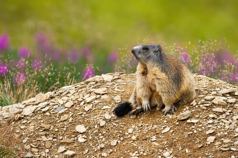 Cute Alpine Marmot Sitting on a Heap of Stones Near Den and Looking Aside Stock Image - Image of mammal, brown: 175837951 Cute Alpine Marmot Sitting on a Heap of Stones Near Den and Looking Aside Stock Image - Image of mammal, brown: 175837951