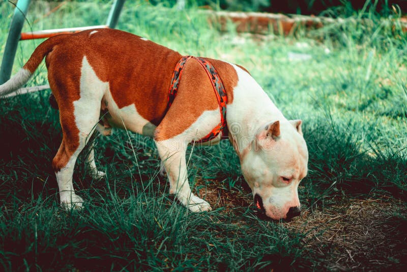 Cute American Bully Dog with Brown Spots Stock Image Image of nature
