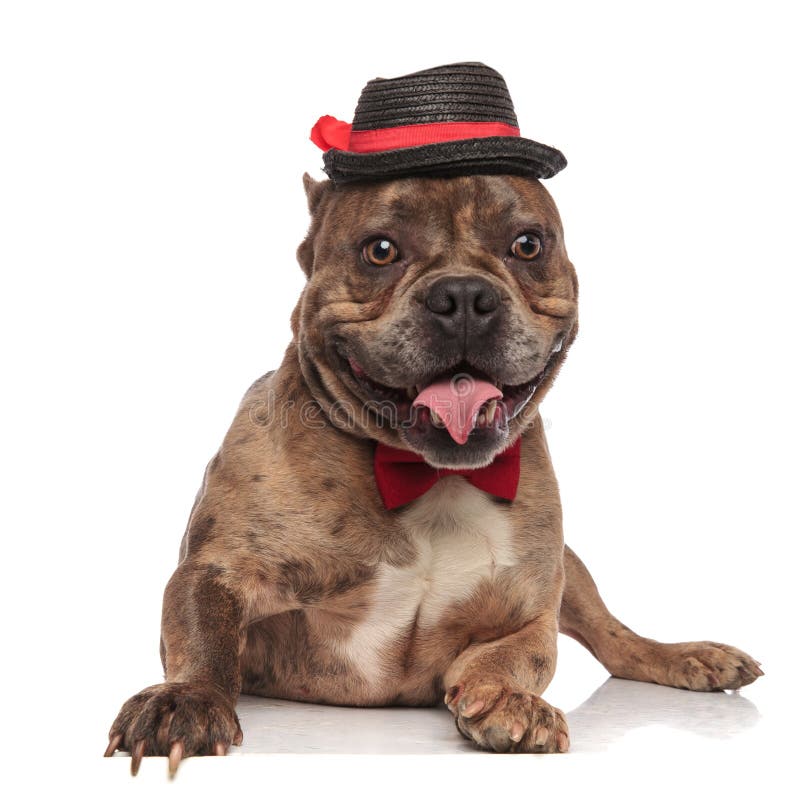 Cute American Bully Wearing Black Hat And Bowtie Stock Image - Image of ...