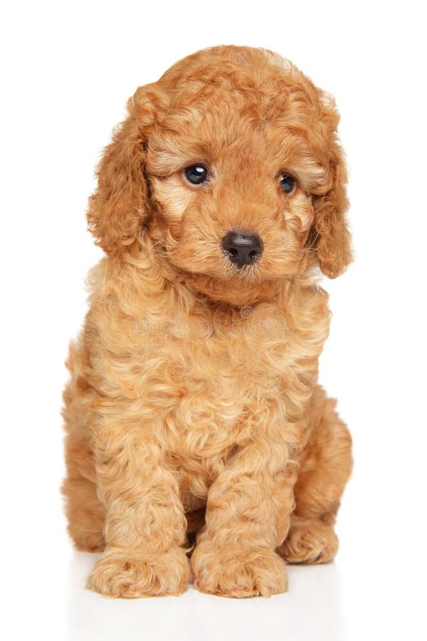 4 860 Miniature Poodle Stock Photos Free Royalty Free Stock Photos from Dreamstime