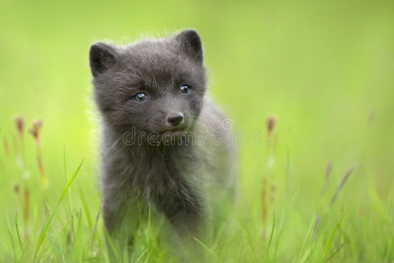 890 Arctic Fox Cub Stock Photos - Free & Royalty-Free Stock Photos