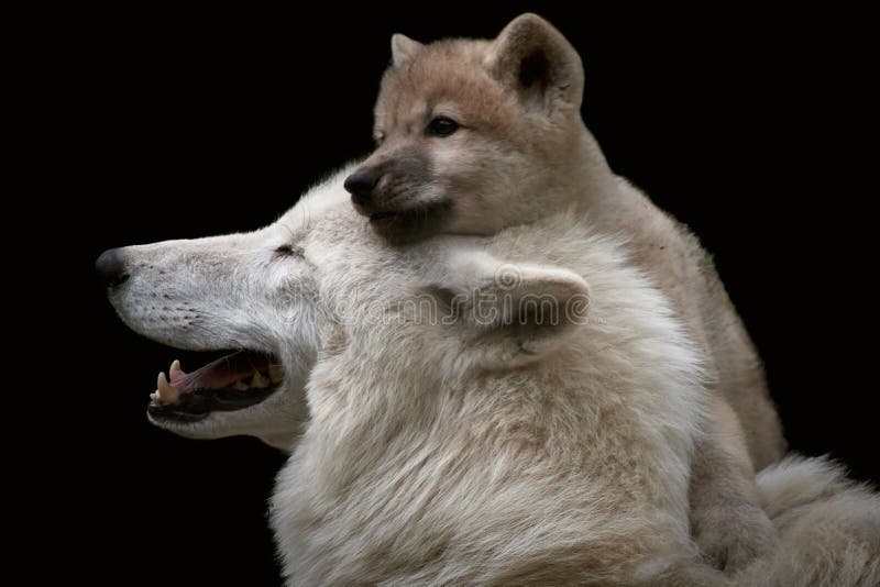 Arctic Wolf Newborn Pups