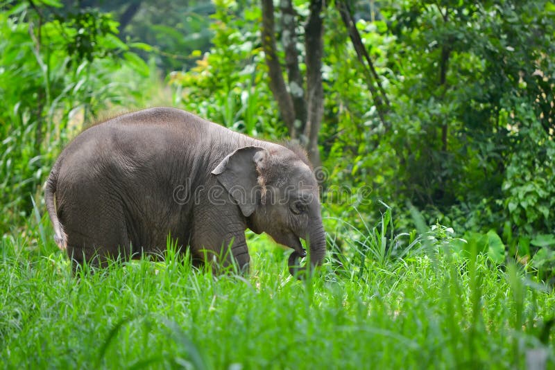 Asia Elephant Mother and Baby in Forest Stock Image Image of head