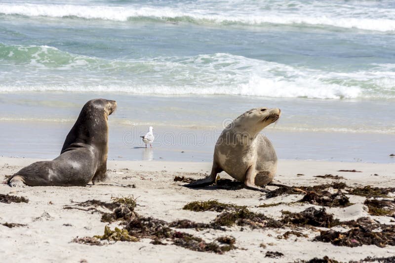 Cute Australian Sea Lions Neophoca cinerea on Kangaroo Island coastline, South Australia , Seal bay stock photo Cute Australian Sea Lions Neophoca cinerea on Kangaroo Island coastline, South Australia , Seal bay stock photo