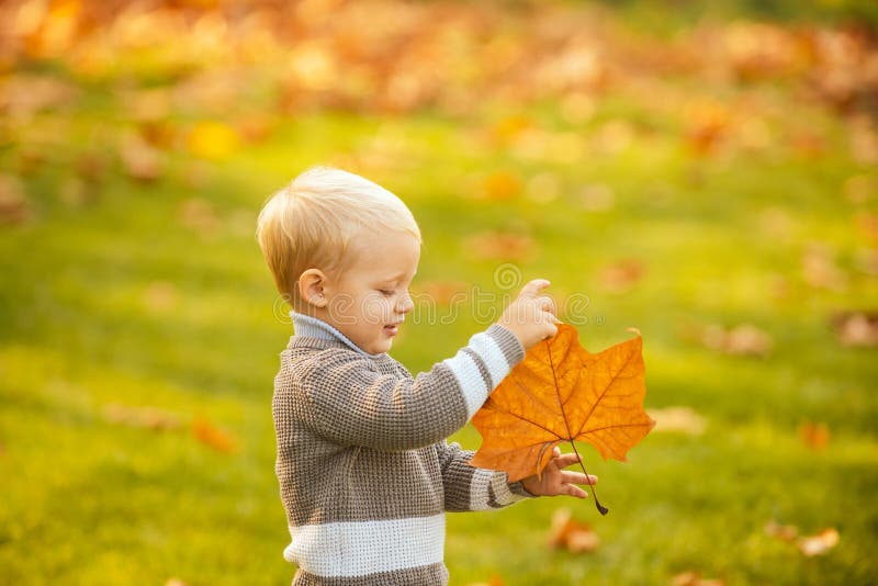 Cute autumn boy playing with maple leaves outdoors. Adorable child with leaves in the beauty park.