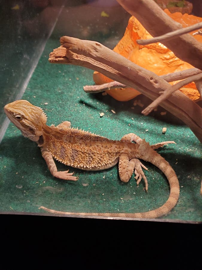 cute bearded dragons