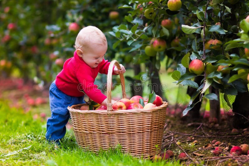 Cute baby boy picking fresh apples from tree