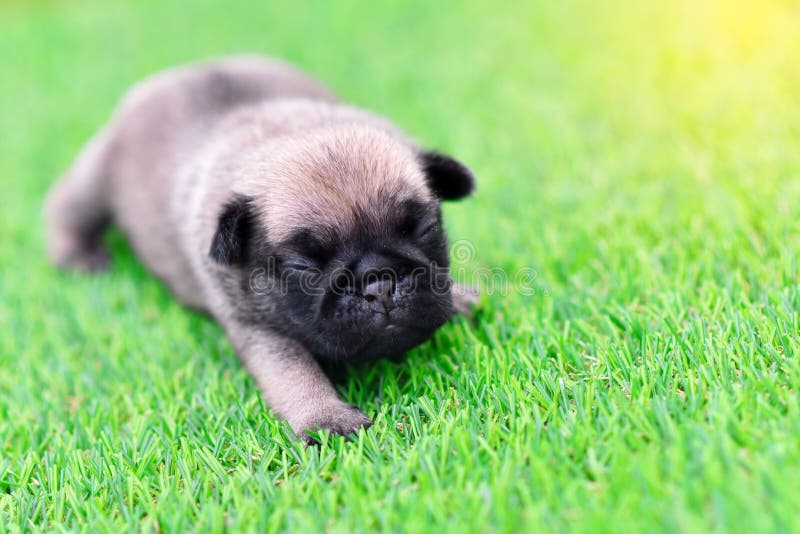 Cute Baby Brown Pug on Grass Stock Image - Image of exercise, feed ...