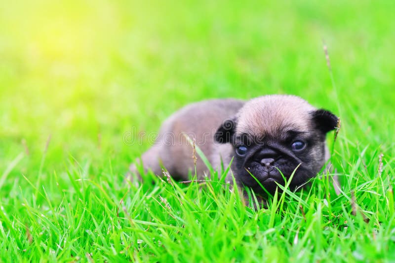 Cute Baby Brown Pug on Grass Stock Image - Image of rabies, allergy ...