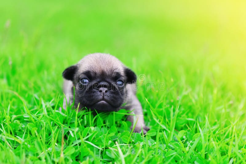 Cute Baby Brown Pug on Grass Stock Photo - Image of grass, puppy: 121512506