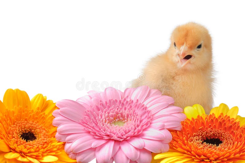 Cute baby chick