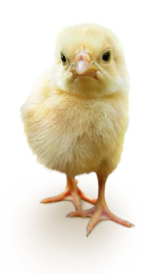 Cute baby chicken isolated on white. royalty free stock photography
