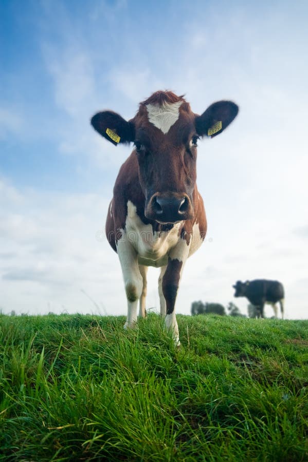 Cute baby cow