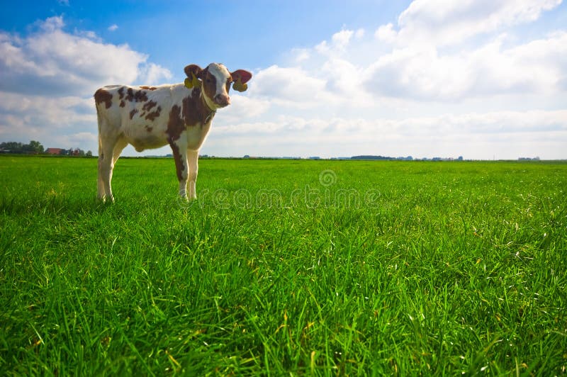 Cute baby cow