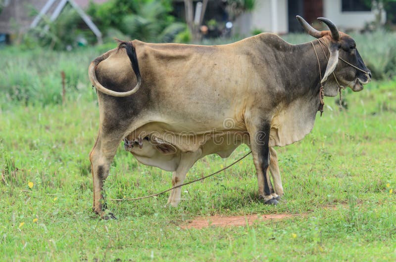 Cute Baby Cow Drinking Milk Stock Photo Image of drink, animal 26534434