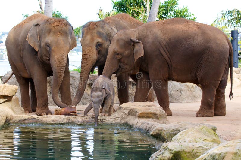 Cute Baby Elephant Drinking Water Stock Photo Image of nature