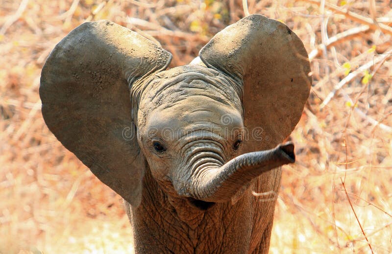 Cute baby elephant with ears flapping and trunk extended