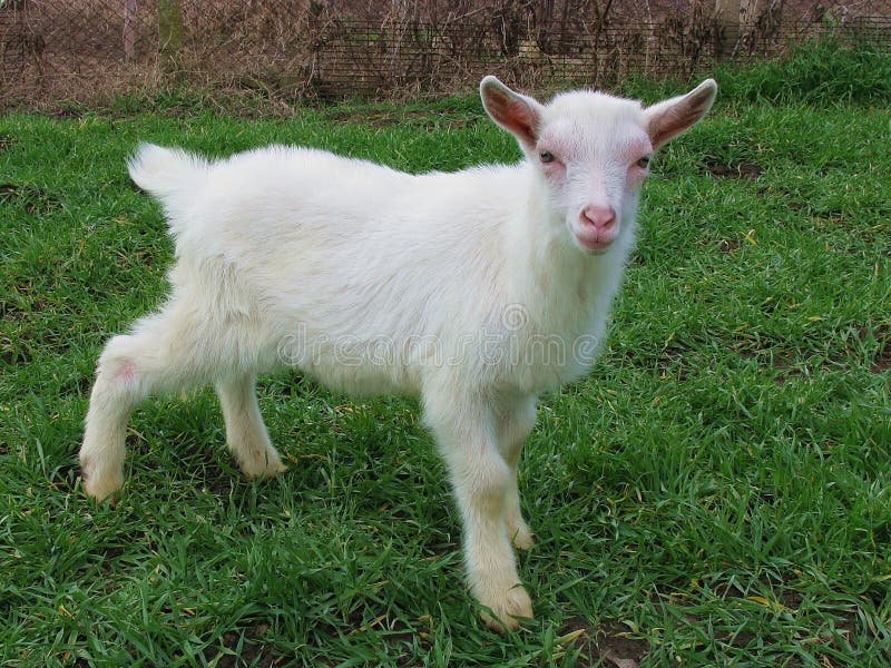 Cute baby goat stock image