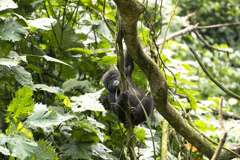 Baby gorilla climbing up a tree in the mountain rainforest of Bwindi Impenetrable National Park, Uganda. Baby gorilla climbing up a tree in the mountain rainforest of Bwindi Impenetrable National Park, Uganda.
