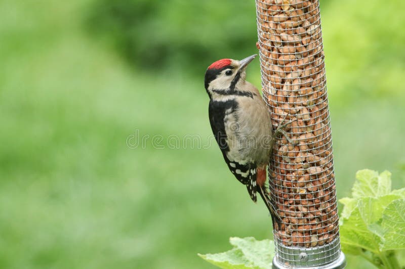 A sweet baby Great spotted Woodpecker, Dendrocopos major, feeding from a peanut feeder. royalty free stock photo A sweet baby Great spotted Woodpecker, Dendrocopos major, feeding from a peanut feeder. royalty free stock photo