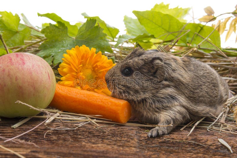 Cute baby of guinea pig royalty free stock photography Cute baby of guinea pig royalty free stock photography