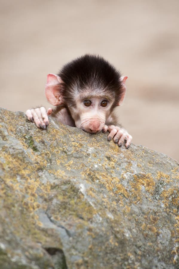 Cute baby Hamadryas Baboon