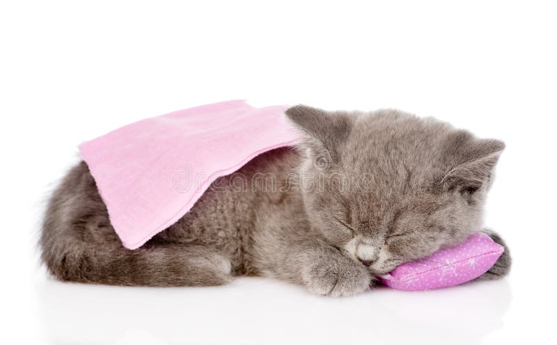 Cute baby kitten sleeping on pillow. isolated on white