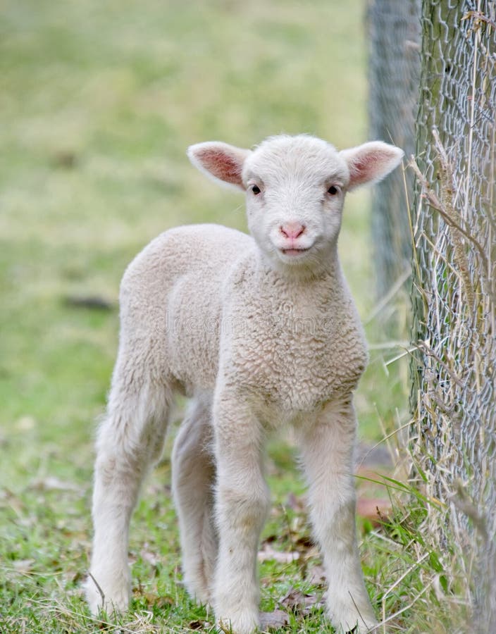 Cute baby lamb stock photos