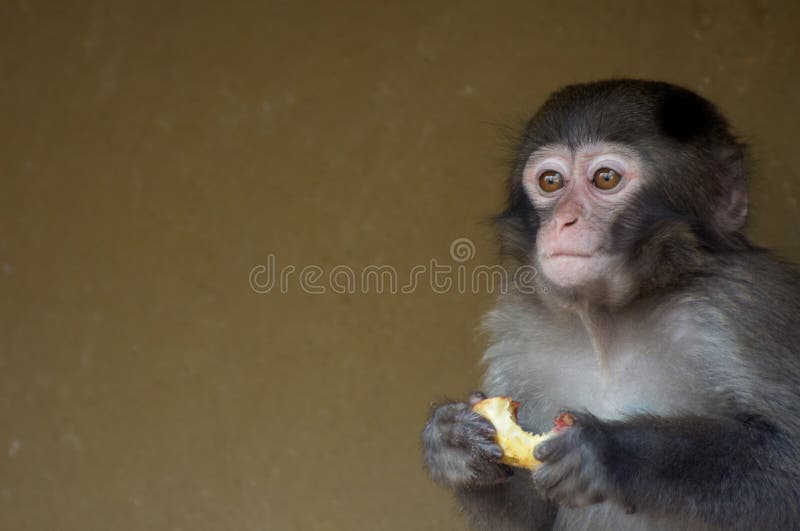 Cute baby monkey