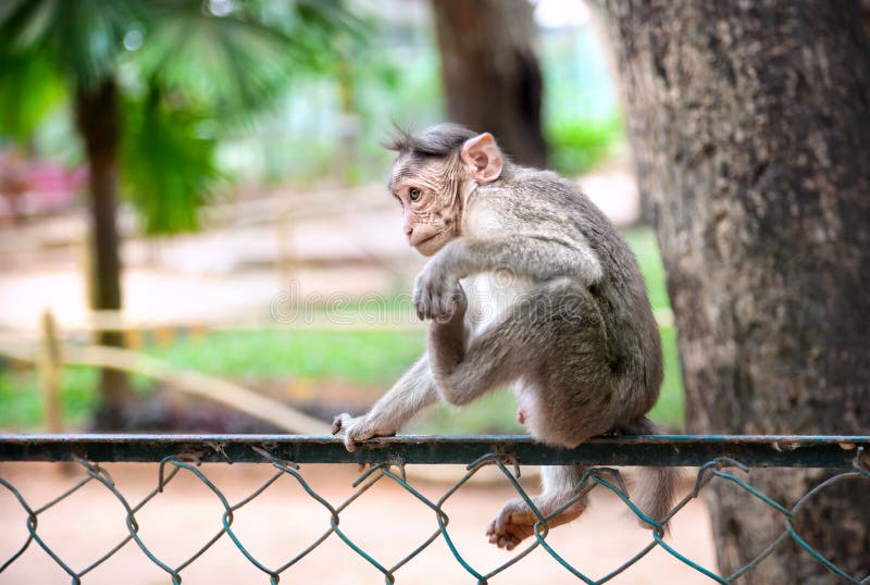 37 766 Baby Monkey Photos Free Royalty Free Stock Photos From Dreamstime