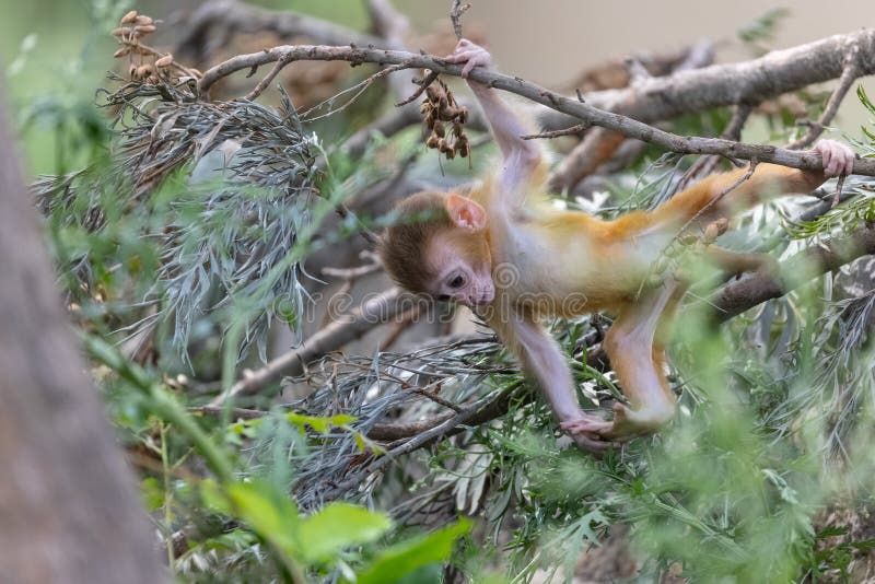 Cute baby monkey playing in the indian forest baby monkey in forest imagens de stock