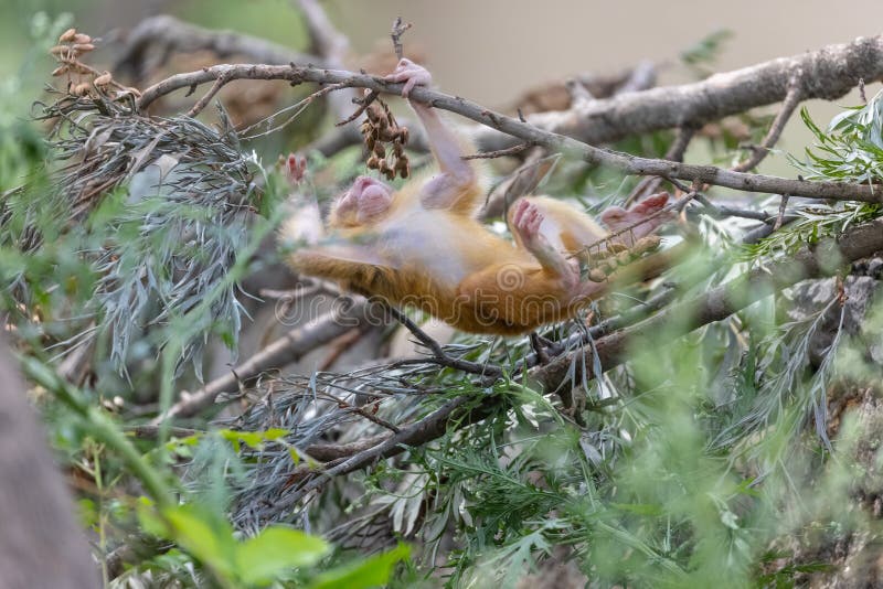 Cute baby monkey playing in the indian forest baby monkey in forest fotografia de stock royalty free