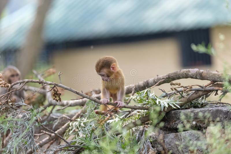 Cute baby monkey playing in the indian forest baby monkey in forest foto de stock royalty free