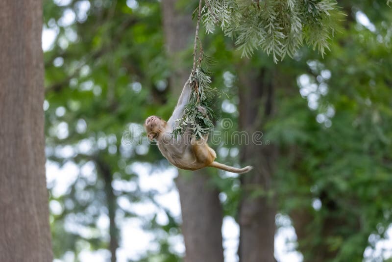 Cute baby monkey playing in the indian forest baby monkey in forest fotos de stock royalty free
