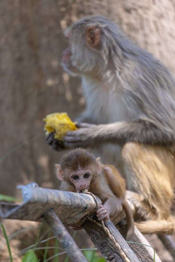 Cute baby monkey playing in the indian forest baby monkey in forest foto de stock royalty free