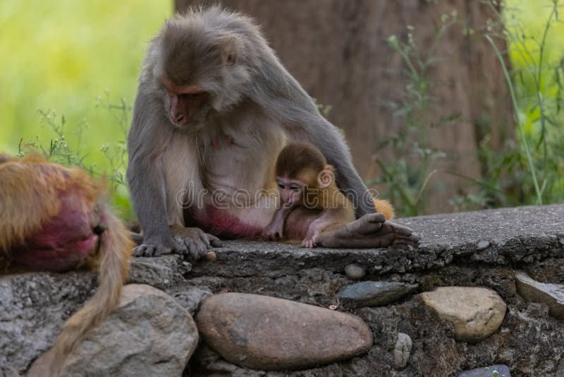 Cute baby monkey playing in the indian forest baby monkey in forest fotos de stock royalty free