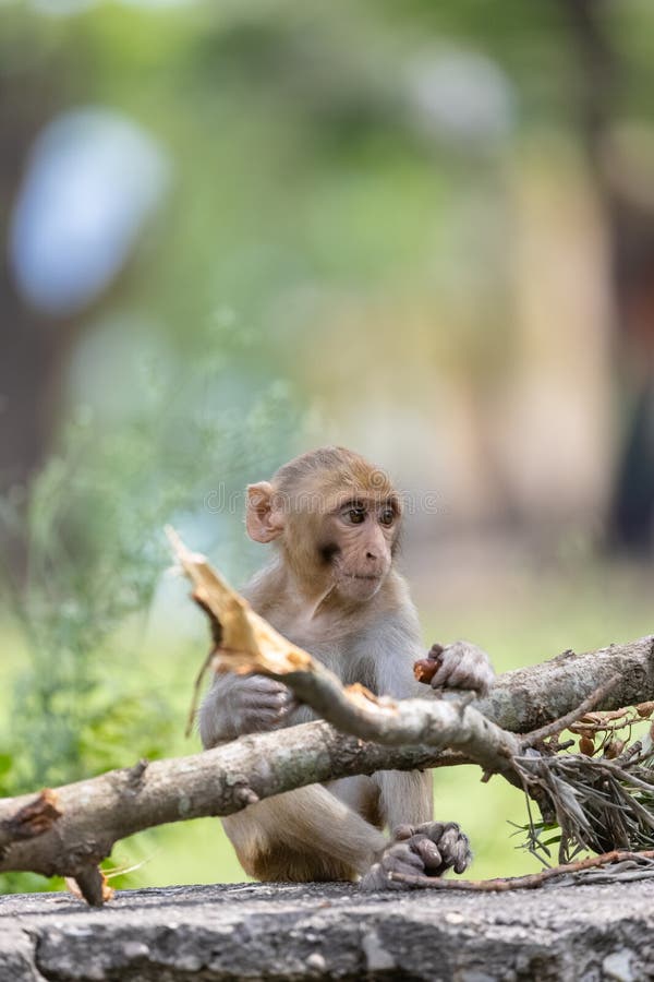 Cute baby monkey playing in the indian forest baby monkey in forest imagem de stock