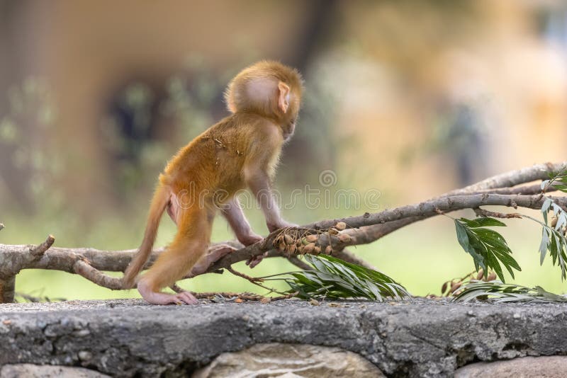 Cute baby monkey playing in the indian forest baby monkey in forest imagem de stock