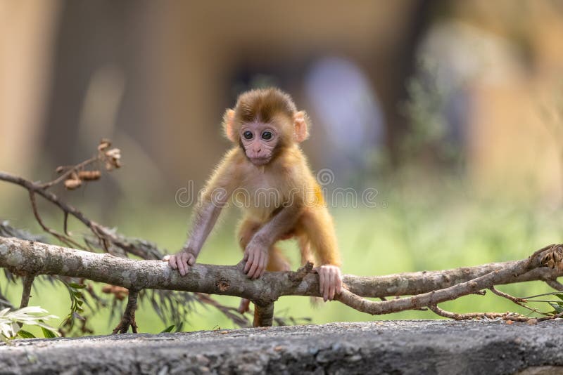 Cute baby monkey playing in the indian forest baby monkey in forest fotos de stock