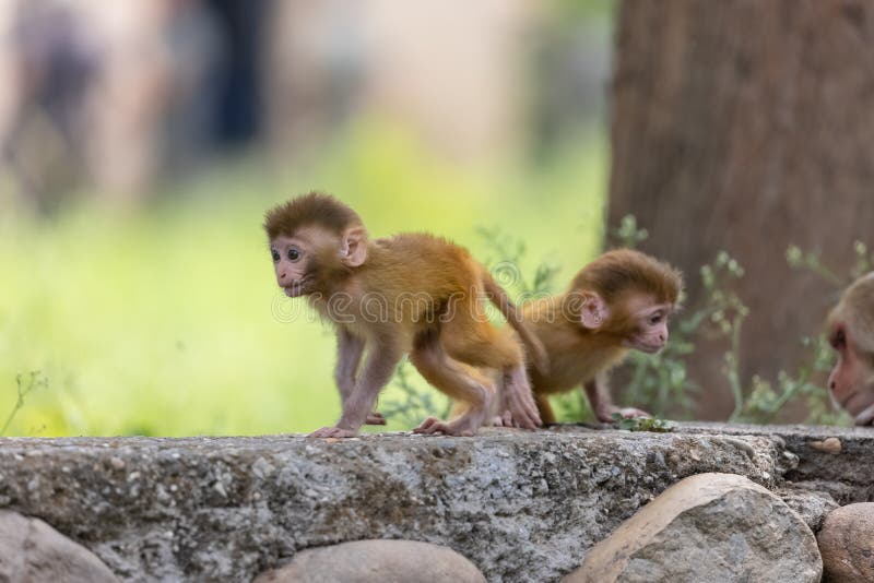 Cute baby monkey playing in the indian forest baby monkey in forest fotos de stock royalty free