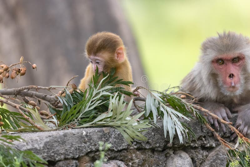 Cute baby monkey playing in the indian forest baby monkey in forest fotografia de stock