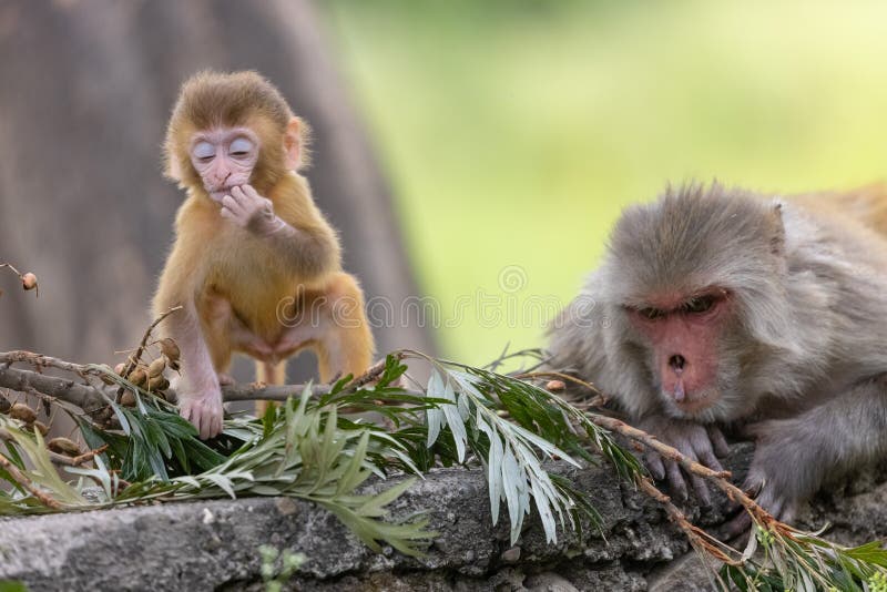 Cute baby monkey playing in the indian forest baby monkey in forest fotos de stock royalty free
