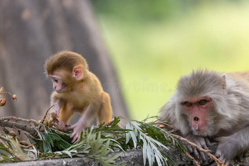 Cute baby monkey playing in the indian forest baby monkey in forest imagens de stock