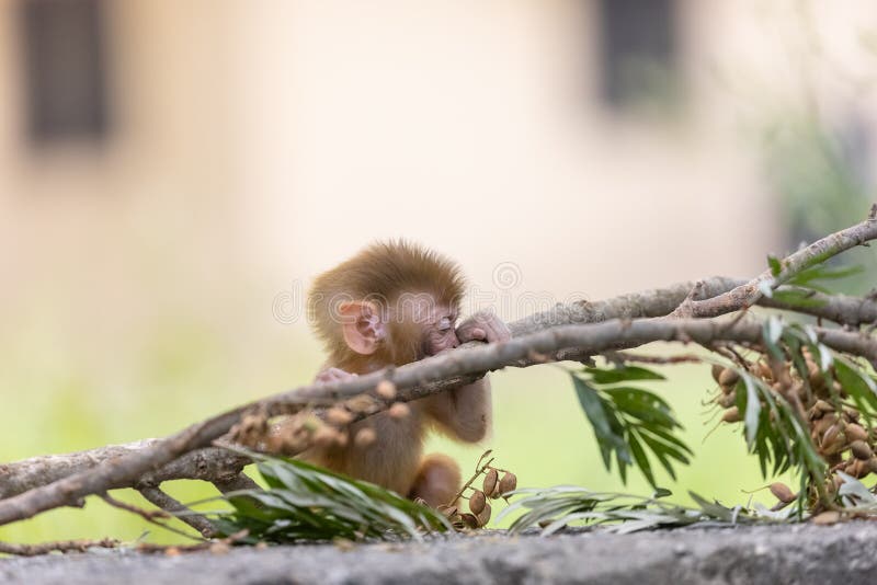 Cute baby monkey playing in the indian forest baby monkey in forest imagem de stock