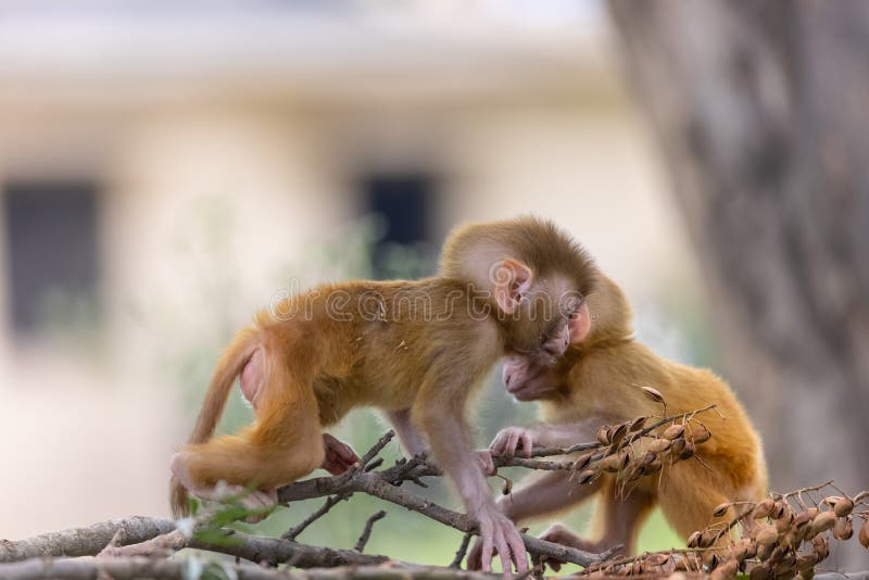 Cute baby monkey playing in the indian forest baby monkey in forest fotografia de stock royalty free