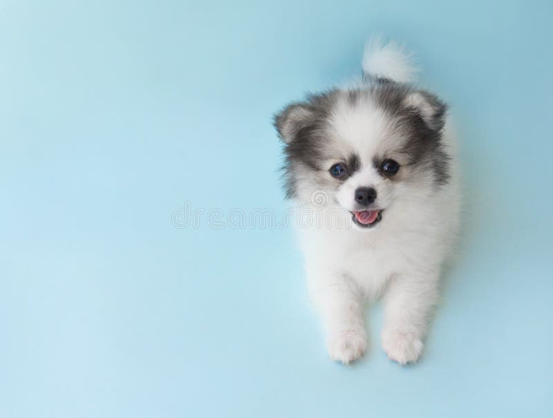 Chú chó Pomeranian con dễ thương này sẽ làm say lòng bạn ngay lần đầu tiên bạn nhìn thấy. Hãy ngắm nhìn nó đang nằm trên nền xanh nhạt, toát lên vẻ đáng yêu và năng động. Bạn sẽ không thể rời mắt khỏi nó!