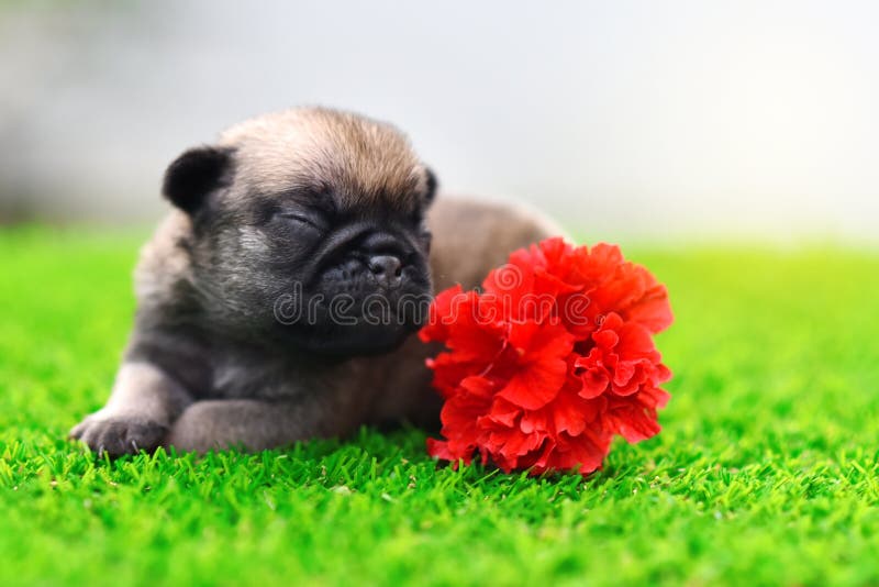 Pictures Of Cute Baby Pugs
