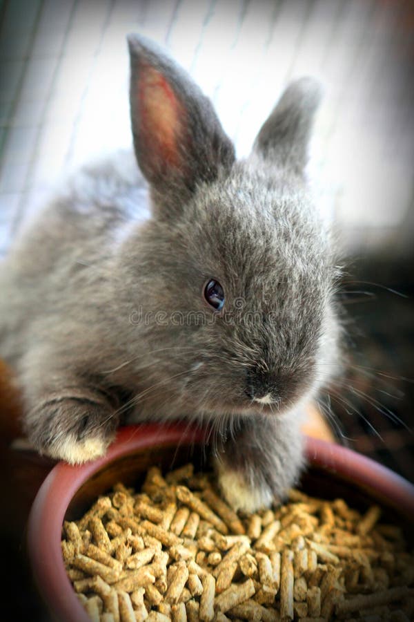 Lindo un nino conejo comer comida.