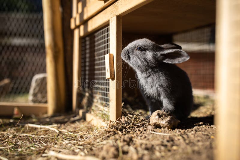 Cute baby rabbits